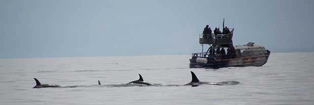 Valskådning Vancouver Island Valskådning på Vancouver Island